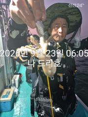 23일, 군산쭈꾸미,오늘도 잘 나오고 있어요~싸이즈 굿~실시간~~군산낚시프라자 나드리호 사진