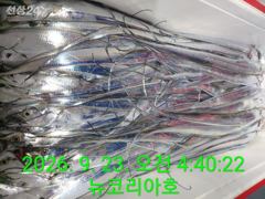 오늘도내일도 갈치낚시 출항확정입니다 바다로갑시다 추석음식으로 갈치한상올려볼까요-^^ 사진