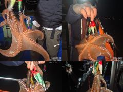 [진해] 22일 퍼담듯이 올라와 잡고온 제수용급 야간~돌문어 잡으러 출조… 사진