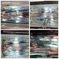 [진해] 내만갈치 23일새벽 3지 3.5지 엄청잡았습니다 예약가능 사진