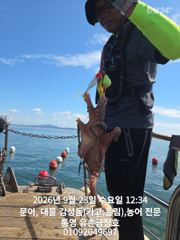[통영] 통영 금정호 오전문어 묵직한조황입니다 내일 오후 자리여유있습니다 사진