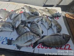 [부산] 부산 가덕 마스터호 감시조황 사진