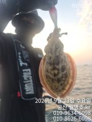 23일, 군산쭈꾸미,갑이와 함께 나오고 있어요~오전반 굿조황~~군산낚시프라자 월명호 사진