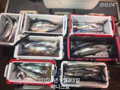 군산 베니스호 먼바다 삼치,갈치,고등어 조황 2026.9.22 사진