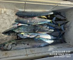 씨스타호 삼치 달~~ 나와요 사진