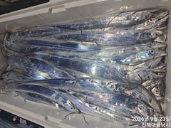 [진해] 와우~23일새벽,내만칼치 끝없는피딩 쿨러넘쳐넘쳐초대박~일,월,화…