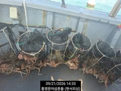 [통영] (문어)800g 전후 속출~중량급들 차곡차곡~현서피싱(24일 예…