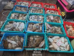 9월23일 갑오징어 조황입니다~^^