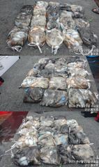 <볼보호> 갑오징어 종일 마무리 조황(23일)-추석연휴 정상출항합니다~! 사진