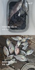 [거제] 거제 ( 어구 일성호 ) 감성돔 참돔 ! 전마선 조황… 사진