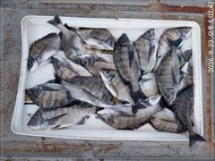 [통영] 오늘 가을 감성돔 카고 조황입니다(풍화리태양호)20마리 사진