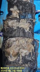 포항 돌문어 선상조황!