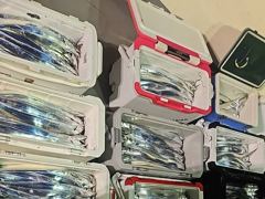 [군산] 9월23일,"대광어"초유에 관심사, 길게 이어지는 초대박조황~오늘도 최고의 조황!! ~참돔,우럭등~ 군산낚시프라자 범고래호