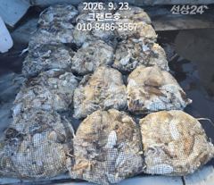 9월23일 그랜드호 쭈꾸미 오늘도 큰 망태이 대박 조황입니다!