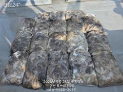 23일 쭈꾸미 망탱이 조황~~~~굿~~~ 사진