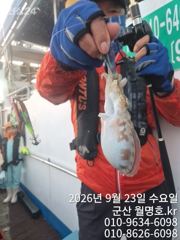 23일, 군산쭈꾸미,갑이와 함께 나오고 있어요~오전반 굿조황~~군산낚시프라자 월명호 사진