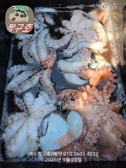 여수 짱구호 9월23일(수) 문어 대박 조황