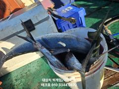 23일)오후에도 대삼치 대박~~ 사진