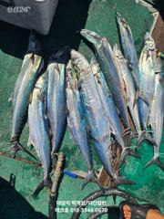 9/23일- 대삼치 대박 타작조과