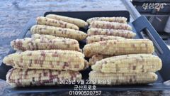 군산 프로호 9월22일 주꾸미 조황입니다 사진
