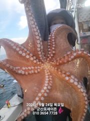 24일,군산 문어~싸이즈 좋은 문어~오늘도 스타트~실시간~~군산낚시프라자 포세이돈호 사진