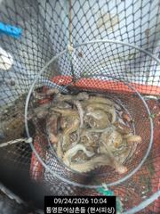 1   [통영] 속보(문어 실시간) 키로급 벌써 두자리수 폭팔~현서피싱 (오늘 … 1 사진
