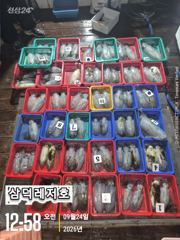 [통영] [팁런] k.k.무시급들"퍽퍽"마리수조황(원도권,집중출조,연휴,… 사진