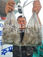 24일, 군산주꾸미 ~싸이즈 좋아요~갑이는 덤~2~3망탱이 굿굿조황~군산낚시프라자 나드리호 사진