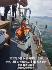 통영 금정호 오후문어도 싸이즈좋게 마릿수손맛 시작합니다 금,토,일 자리여유있습니다 사진