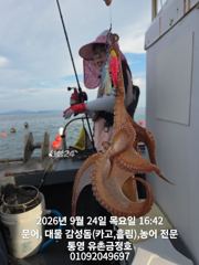 통영 금정호 오후문어도 싸이즈좋게 마릿수손맛 시작합니다 금,토,… 사진