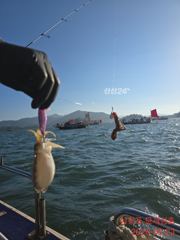 쭈꾸미가 버글버글합니다.풍요롭고 화목한 한가위 되시길!! 사진