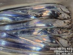 [진해] 준내만갈치~대치들까지 쿨러 채우고~27일부터 예약가능합니다
