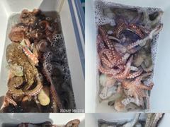 문어,연일,키로,키로,중치들,120수,우루루,,(금,가능)