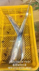 [통영] 핫 하다 칼치 사진