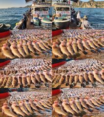[고흥,녹동] 붉바리들 이정도는 잡아봐야지요 대박 붉바리조황입니다 9월24일 사진