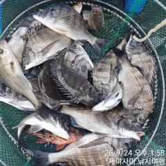 1시간전 [진해] 9/24 굵직한돌문어외 중치급으로 손맛 굿굿~~ 내일은추석휴무~토요일,일요일 예약가능 사진
