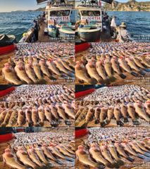 ♥붉바리들 이정도는 잡아봐야지요 대박 붉바리조황입니다[2026년09월24일] ※ 추석 명철 조사님들 잘보내시길 바랍니다 ◎ 해마루호가 뜨는이유? 조황때문이죠 ◎ 핵심포인트: ... 사진