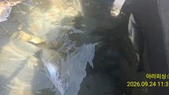 2시간전 [군산] 9.24 자이언트호 갑오징어 100갑5분~~망태기조황! 사진