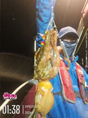 ◆ 커지고 있는 문어 사이즈 ◆ 군산 뉴세븐호 9월 24일 야간문어 조황 사진