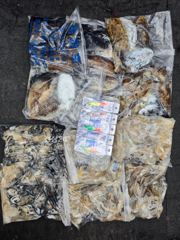 24일 남당항 정환호 쭈꾸미 굿조황 사진
