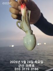 9월 24일 마루호 쭈꾸미 실시간조항~☆ 사진
