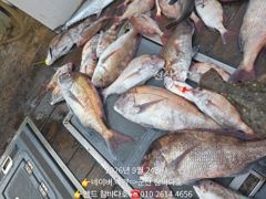 24일 덩어리 참돔 찾아 다녔어요 사진