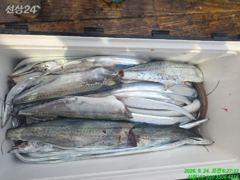 갈치찿아 삼만리