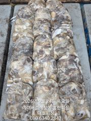 대호피싱 쭈꾸미 마무리 소식 전합니다 모두 열심히 잡아주셔서 감사합니다