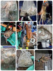 포항문어 오늘금요일 저녁5시,11시30분 모집중입니다