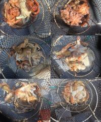 주.애긴덜므아팍~팍24스20수외마릿수손맛짱!!! 사진