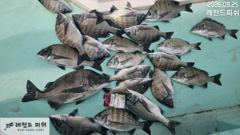 [거제] 감성돔흘림 》예약가능합니다 사진
