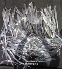 25일,입항<내만갈치>씨알,마릿수 끝장나게go~일,월~예약중