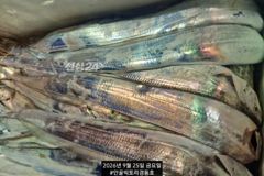 먼바다갈치외줄 16석 씨알좋아요 굿~토요일 일요일 월요일 자리여유 사진
