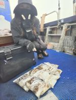 9월25일 갑오징어 조황 사진